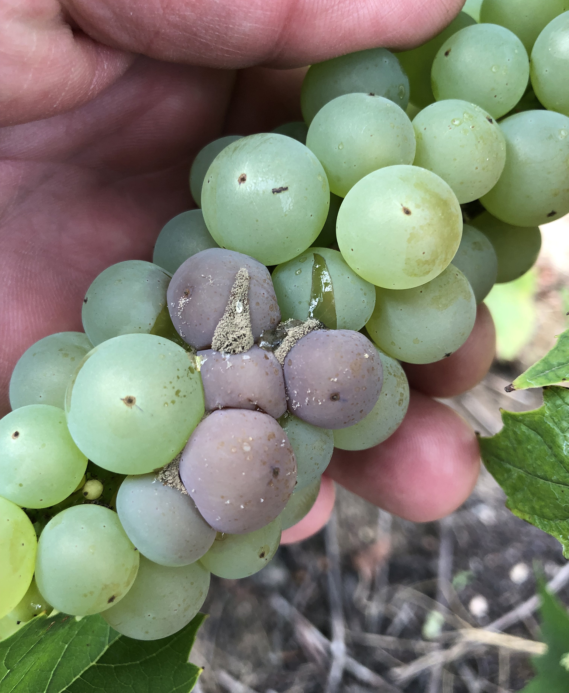 otrytis sporulation is influenced by cracking and splitting.